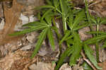 Cutleaf toothwort